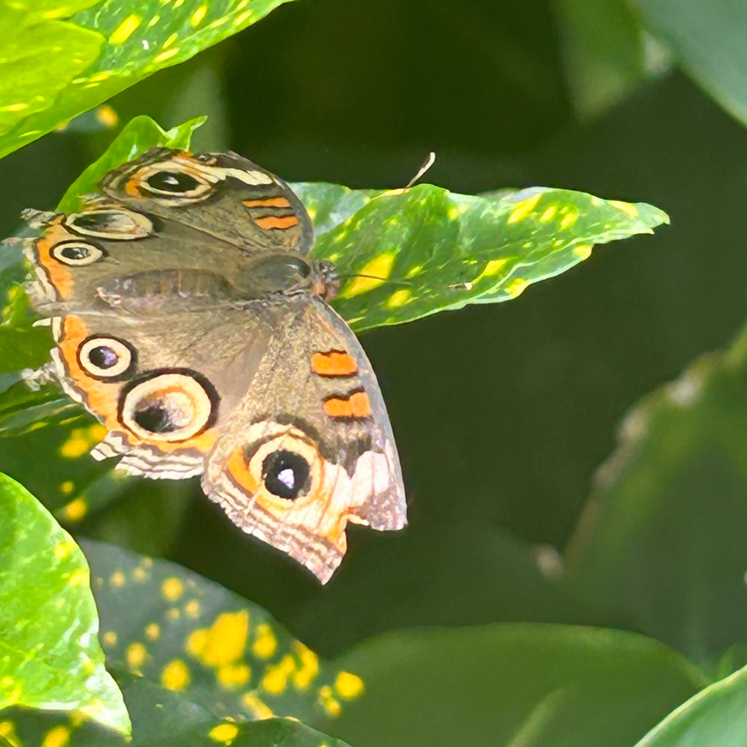 Butterfly perched on a leaf with a blurred green background